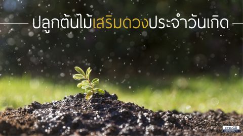 ต้นไม้เสริมดวงประจำวันเกิด